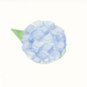 紫陽花 / ajisai　６月