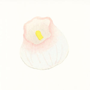 花芙蓉 / hanafuyou　７月