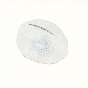 うずら餅　/　Uzuramoti　/　９月